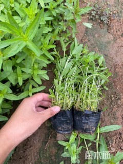 高度18厘米千屈菜