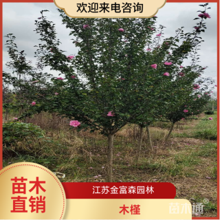 高度180厘米木槿