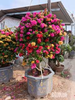 高度110厘米三角梅