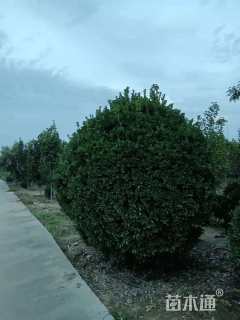 高度250厘米黄杨