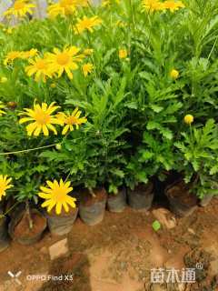 高度20厘米木春菊