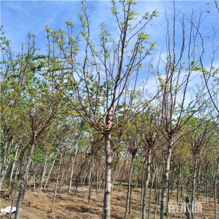 7公分香花槐