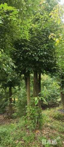 40公分香樟
