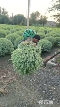 冠幅60厘米银姬小蜡球