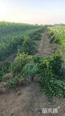 高度60厘米大叶黄杨小苗