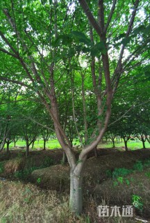 23公分染井吉野樱