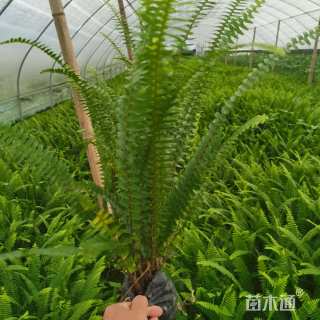 高度30厘米肾蕨