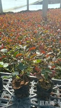 高度20厘米月季