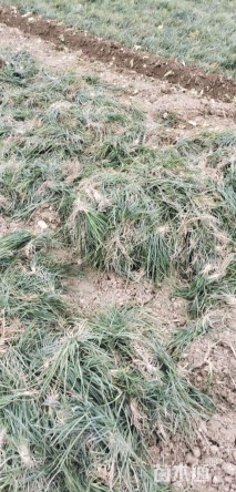高度30厘米细叶麦冬草