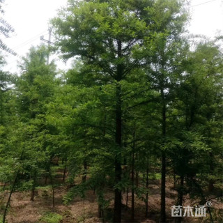18公分落羽杉