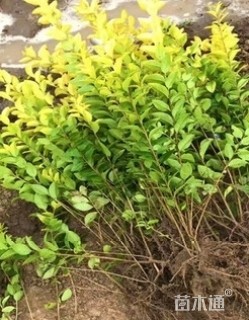 高度50厘米金叶女贞