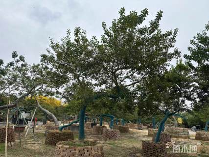 15公分红果冬青