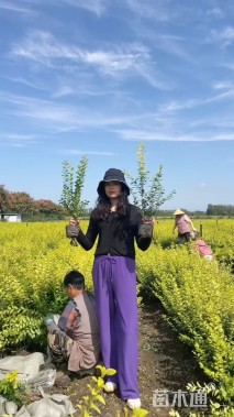 高度60厘米金叶女贞