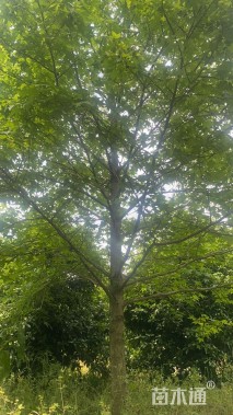 20公分北美枫香