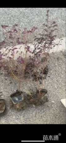 高度60厘米红花继木