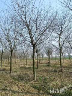 16公分朴树