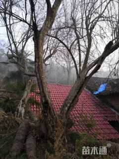 高度500厘米石榴