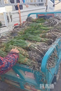 高度50厘米藨草