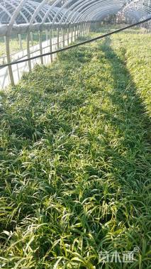 高度20厘米常绿萱草