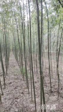 2公分旱柳