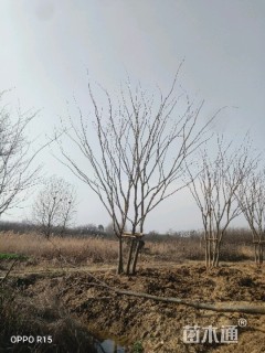 15公分丛生榉树