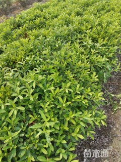 高度40厘米春鹃