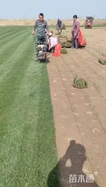 草卷状百慕大草