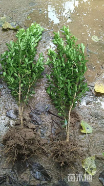 高度40厘米高山黄杨