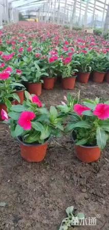 高度25厘米长春花