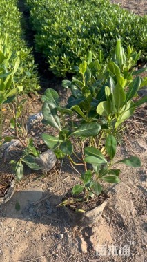 高度50厘米海桐