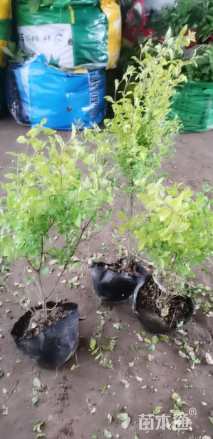 高度25厘米亮金女贞（亮晶女贞）