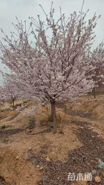 15公分江户彼岸樱