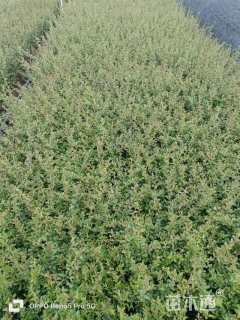 高度30厘米火棘