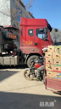 高度40厘米半边莲