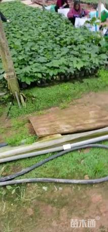 高度30厘米八角金盘