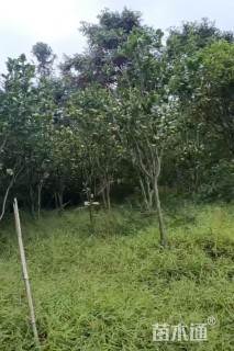 高度250厘米茶花