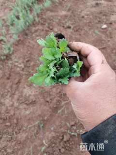 高度10厘米冰岛虞美人