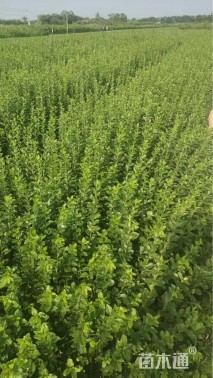 高度45厘米金叶女贞小苗