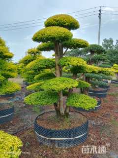 20公分造型亮晶女贞