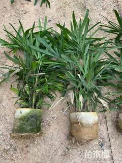 裸干高100厘米棕竹美值袋