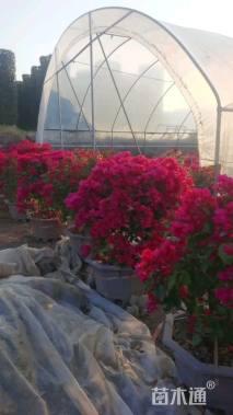 冠幅120厘米三角梅球