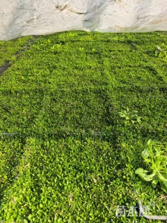 高度10厘米姬岩垂草