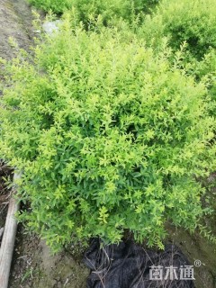 高度120厘米喷雪花