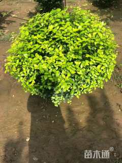 高度150厘米连翘