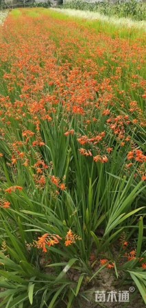 高度40厘米火星花