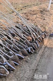 高度250厘米紫荆