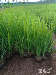 高度30厘米水生鸢尾