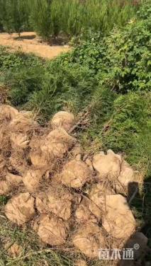 高度120厘米侧柏