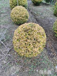 冠幅100厘米亮晶女贞球