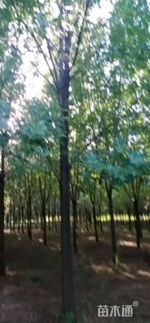 15公分白蜡